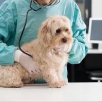 【獣医師が解説】夏に多い「犬の皮膚病」原因と対策について