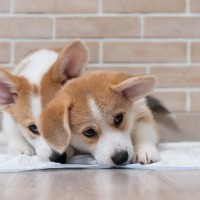 犬が『トイレの上に座る』心理5選　座り込んだまま動かない理由や正しいしつけの方法まで