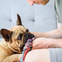 犬があなたを『慰めようとしている』ときに見せる行動4つ　愛犬は飼い主が落ち込んでいるのに気づいてる？