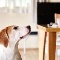 犬が過ごす部屋で絶対にNGな『家具・環境』４選　家の中に隠れている危険な場所とは