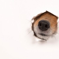 『ニオイが少ない犬種』5選　臭わない理由やそれぞれの特徴・共通点まで