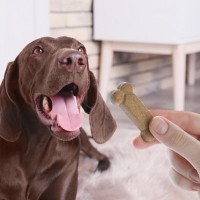犬に絶対NGな『おやつ』の与え方5選　愛犬に悪影響を及ぼす食べさせ方に要注意