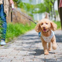 犬が『突然走り出す』心理4つ　散歩中にダッシュするリスクや飼い主ができる対応策とは？