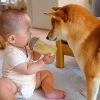犬と赤ちゃんの微妙な関係…まさかの『ミルクの時だけ距離が縮まる』光景が話題に「見てんじゃねえばぶぅｗｗ」「ふたりの距離感がジワる」
