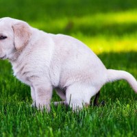 犬の『危険なウンチ』の状態とは？異常な排泄物の色や形について詳しく解説