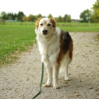 犬が散歩中に立ち止まるのはなぜ？５つの理由や心理、飼い主ができることとは