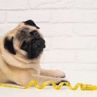 犬を『肥満』にさせてしまうNG行為4選　飼い主が必ず注意すべき行動とは？