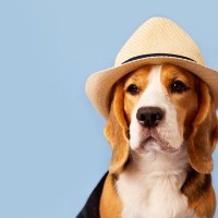 犬に『帽子』は被らせるべき？メリット・デメリットと暑くなる季節の有効活用法をご紹介