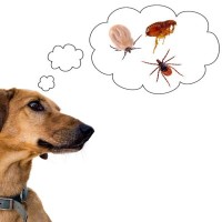 犬が死ぬかもしれない注意すべき『寄生虫』4選　感染したときの危険な症状や予防法まで