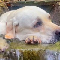 水浴びが好きすぎる大型犬…まさかの場所で『温泉気分』を満喫する光景が624万いいね「気持ちよさそう」「可愛すぎる」と海外からも絶賛