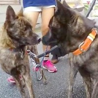 犬が『里帰り』した結果…お母さんと弟くんとの『1年ぶりの再会』が14万再生「お母さん強すぎるｗ」「血は争えない」「みんな可愛い」と絶賛