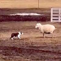 生まれて3ヶ月の牧羊犬が『初めて羊を目の前にした』結果…将来が楽しみ過ぎる光景に9万再生の反響「3ヶ月とは思えない」「賢すぎ」と賞賛