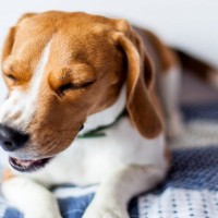 犬が嫌う『ニオイ』5選　愛犬が苦手な匂いを嗅いだときにみせる行動とは？