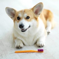 犬の歯磨きはやりすぎてはいけない？4つの覚えておくべきことと健康な歯を守るための適切な頻度や時間を解説