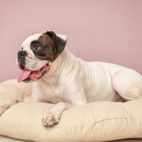 犬がフカフカの場所を好む『3つの理由』愛犬が心地良いと感じる寝床づくりのポイントまで