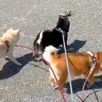 3匹の犬が散歩をしていたら…偶然遭遇した『まさかの生物』との交流が11万再生「絵に描いたような反応ｗ」「腰引けすぎてて草」と絶賛の声
