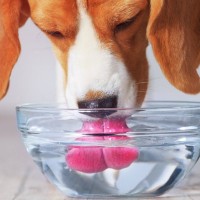 愛犬の『飲み水』を交換する正しい頻度とは？毎日変えないとどうなるの？