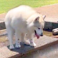 マイペースすぎるハスキー犬が水遊びをしていたら…想定外な『ずっこける姿』が可愛すぎると12万表示「どんくさいｗ」「好き」と絶賛