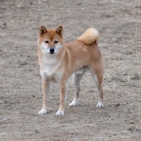 犬がピタっと動かなくなってしまう理由とは？4つの心理と抑えるべきポイント、どのような対応をすべきか