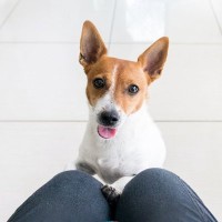 犬が『抱っこ』を要求しているときにする行動5選　愛犬におねだりされたら応えるべき？