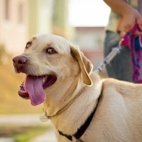 『夏に犬の散歩』をするときの絶対NG行為4選　愛犬を危険に晒す危険な行動とは？