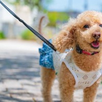 犬との『夏散歩に欠かせない』準備3つ　注意すべきポイントや愛犬を守るために不可欠な知識とは