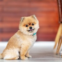 愛犬と夏を楽しむ為には？注意が必要なポイント3つ　正しい知識やオススメの遊び方をご紹介