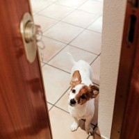 犬は最大何時間『留守番』できるの？飼い主が長時間外出することで愛犬に与える悪影響とは