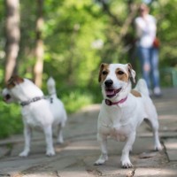 犬にリードを使うときの『絶対NG行為』4つ　今すぐに改善すべき飼い主の危険行動とは