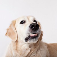 犬が『強がっている』ときにする5つのサイン　我慢しすぎてる？注意すべき愛犬の行動まで