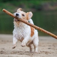 『わんぱくな犬種』3選　やんちゃで元気すぎるわんこがよくする行動や注意点まで