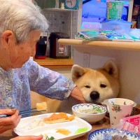 秋田犬の前でご飯を食べていたら…まさかの『おばあちゃんとの攻防戦』が可愛すぎると話題に「ぴったり張り付いてるｗ」「隙あらば…」の声