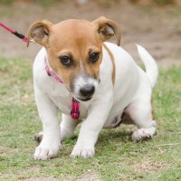 犬が散歩を嫌がるようになってしまう原因3つ　飼い主がしてはいけないNG行為と散歩好きになる秘訣をご紹介