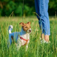 犬にとって『ノギ』は超危険！？危ないと言われている理由やトラブルを防ぐ方法まで