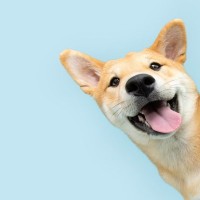 犬が反応してくれる『言葉』トップ5　あなたの愛犬はどのような行動をとりますか？