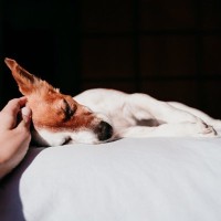 犬の『睡眠中』に飼い主がやってはいけないNG行為３選　主な理由と愛犬に与える悪影響、取るべき対応とは
