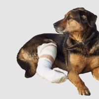 犬が骨折してしまう『高さ』の基準とは？危険な事故を事前に防ぐための対策まで