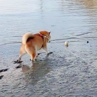犬が『泥に落ちたボール』を拾おうとした結果…まさかのハプニングが141万再生「靴下完成してて草」「ししがみ様みたいな歩き方ｗ」と爆笑