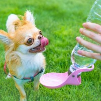 犬が散歩中に水を飲んでくれない時の対策5つ　脱水症状や熱中症を予防するためにできることとは