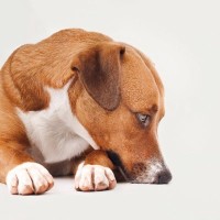 犬が不安に思っている『4つのこと』心の負担を減らすために飼い主ができることとは？