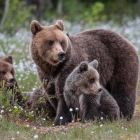 犬の散歩中に遭遇すると危険な野生動物4選　愛犬の命に危険が及ぶ前に注意点と対処法を知っておこう