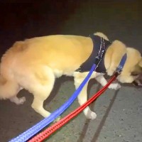 ビビりな保護犬が『散歩で知らない道に来てしまった』結果…慎重すぎる『抜き足差し足』が67万再生　お手本のような歩き方が面白いと話題に