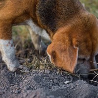 愛犬が夢中で地面を『掘り続ける』理由とは？5つの心理と対処法をご紹介