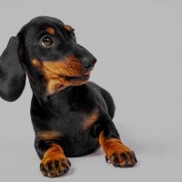 犬がみせる『絶対イヤ』サイン4選　愛犬が拒絶しているときの正しい対応の仕方とは？