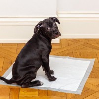 犬のトイレトレーニングにおける『勘違いしがちな方法』5つ　失敗の原因や成功するための秘訣とは