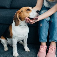 愛犬が飼い主から離れないのはなぜ？5つの理由と注意すべき内容を解説