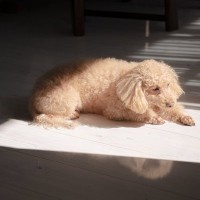 夏に犬を『お留守番』させるときにやってはいけないタブー行為5選　手遅れになる前に必ず知っておいて