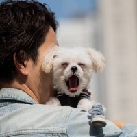 犬に伝わらない『愛情表現』5選　飼い主のエゴになっているかも？間違った行動とは