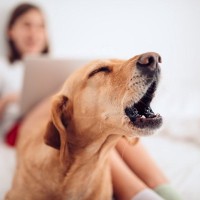 朝になると犬が吠えてしまうのは何故？3つの原因とやめさせる為にできることとは