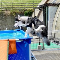 犬がはしゃぎすぎてプールに飛び込んだ結果…『驚異的なジャンプ力』が凄すぎると23万再生「身体能力スゴイ」「素敵な夏の思い出」と絶賛